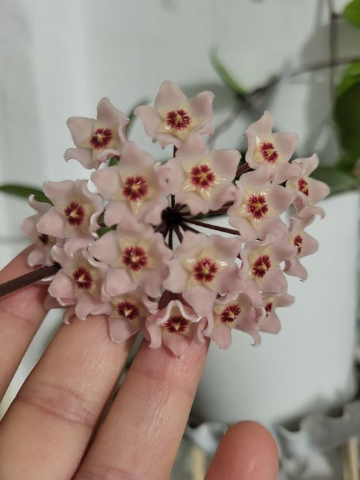 Hoya carnoasa puiuț