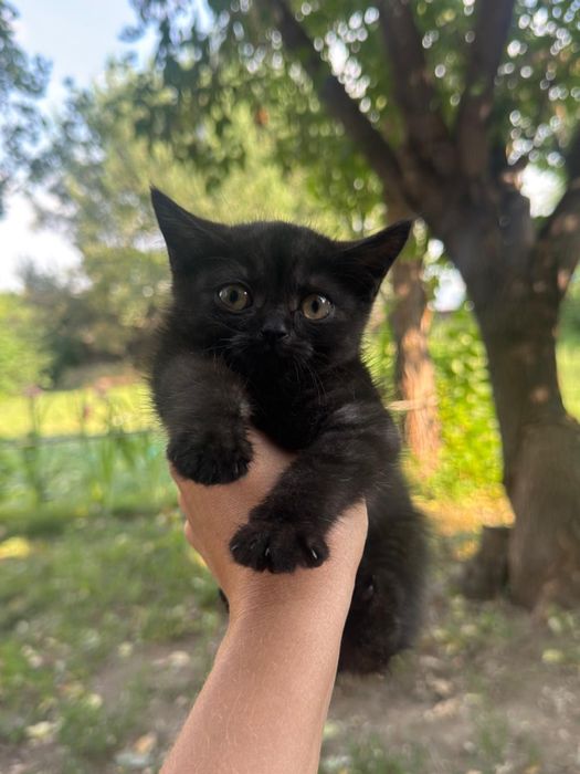 Отдам котенка в добрые в руки