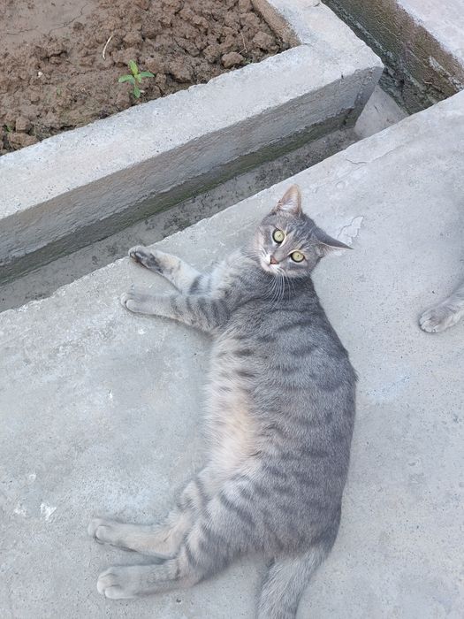 Кошка, urğochi mushuk beriladi