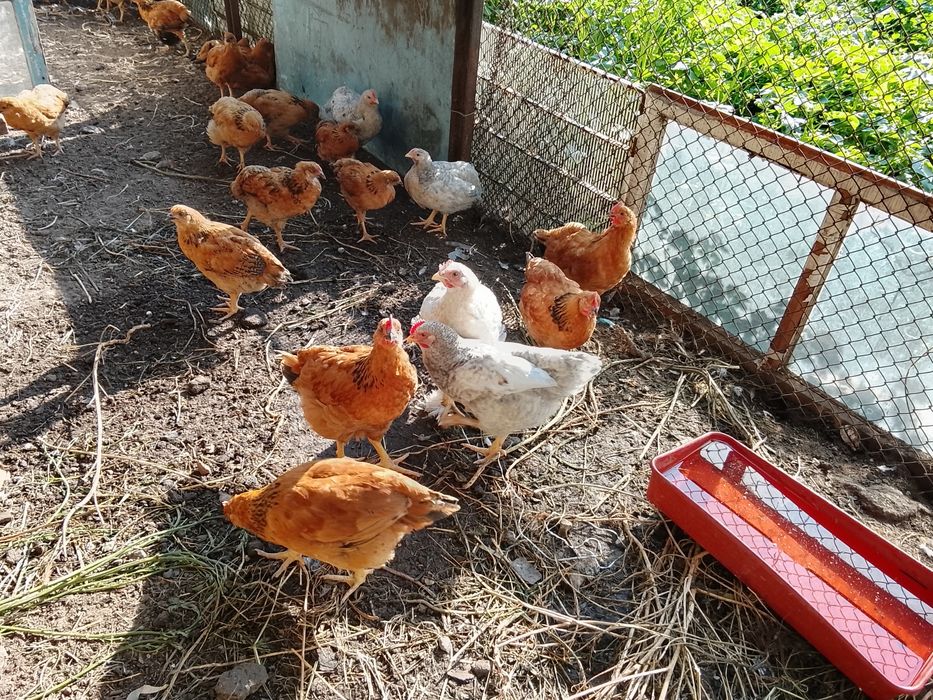 Продам петушков кучинские