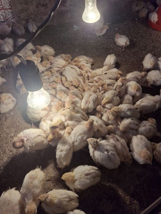 Bedana jojalari sotiladi !!!