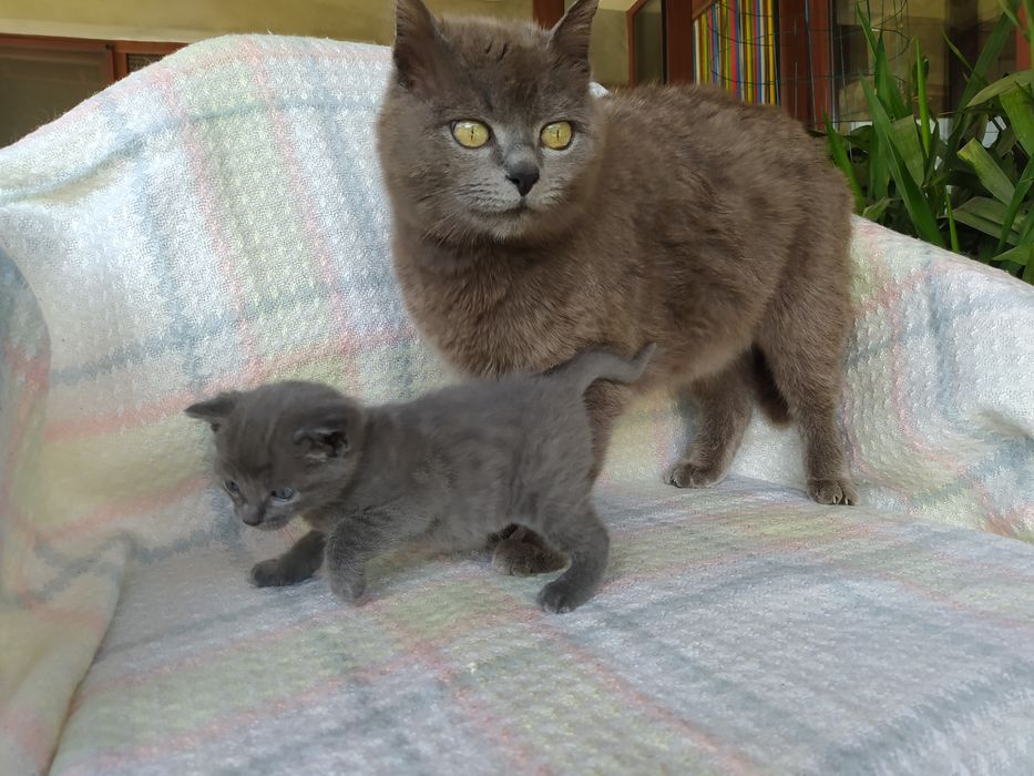 Сиво руско коте (момче)