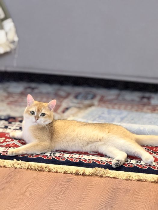 Продам Кота, британская шиншила