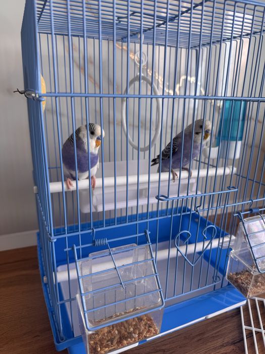 Попугайчики волнистые