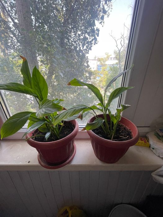 Цветы комнатные продаются