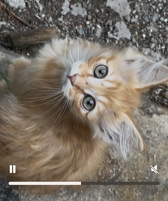 Котята сиямские отдадим даром бесплатно