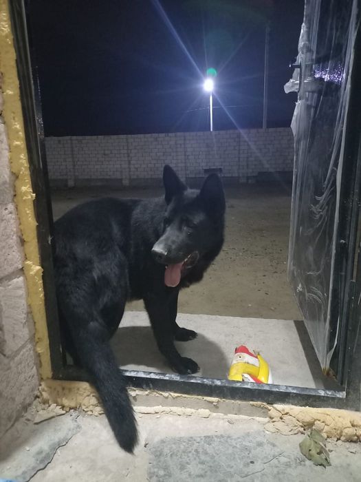 Овчарка күшіітер сатылады