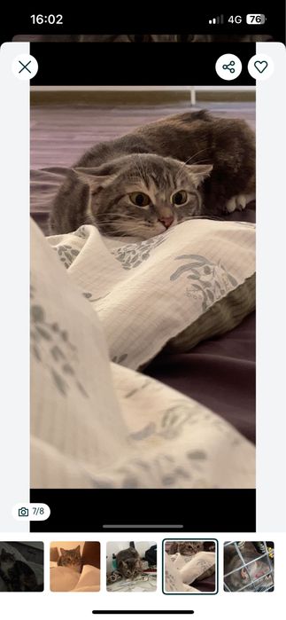 Кошечка домашняя