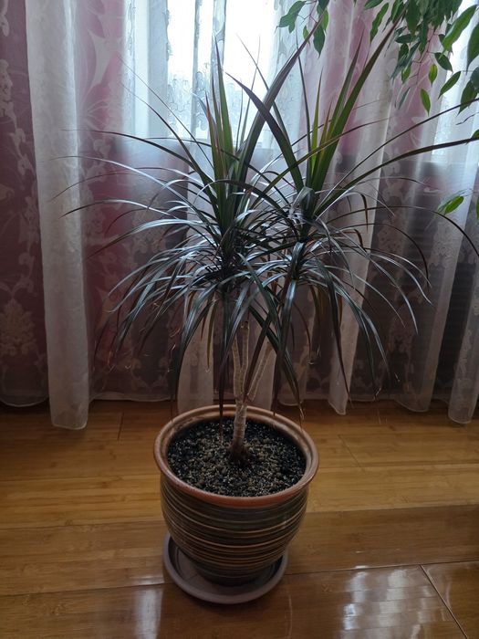 Продам  комнатные цветы
