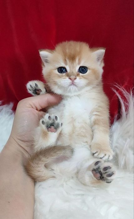 котенок Девочка британка Золотая шиншила чистокровная
