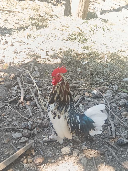 Pereche Găini Pitice de 1 an+ Cocoși pitici de 5 luni .
