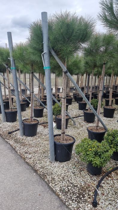 Cedru argintiu- Magnolie glandiflora- euonymus japonicus- artar rosu