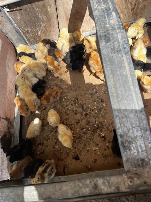 Недельные цыплята