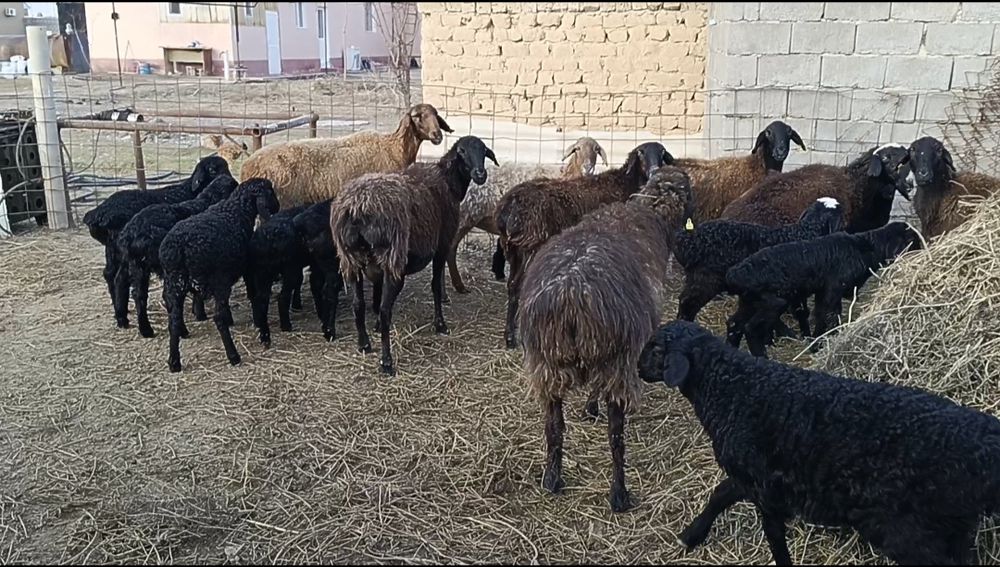 Қозылы қой, қызылар