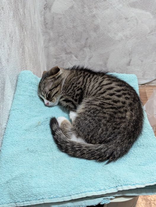 Котёнок 3 месяца мальчик