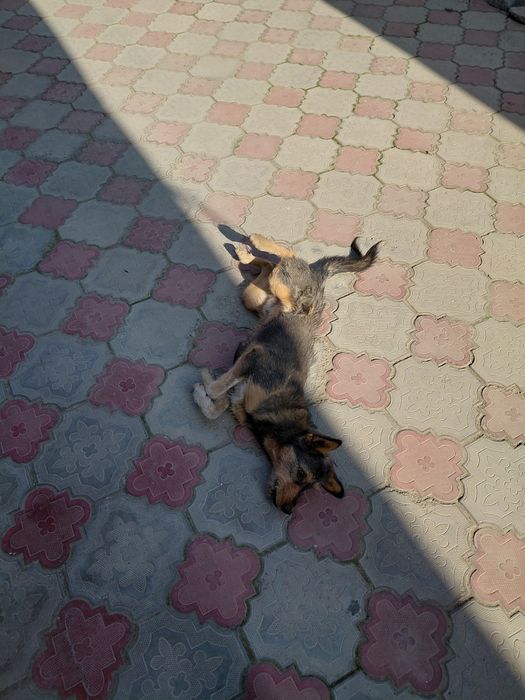 Күшік шенок еркек