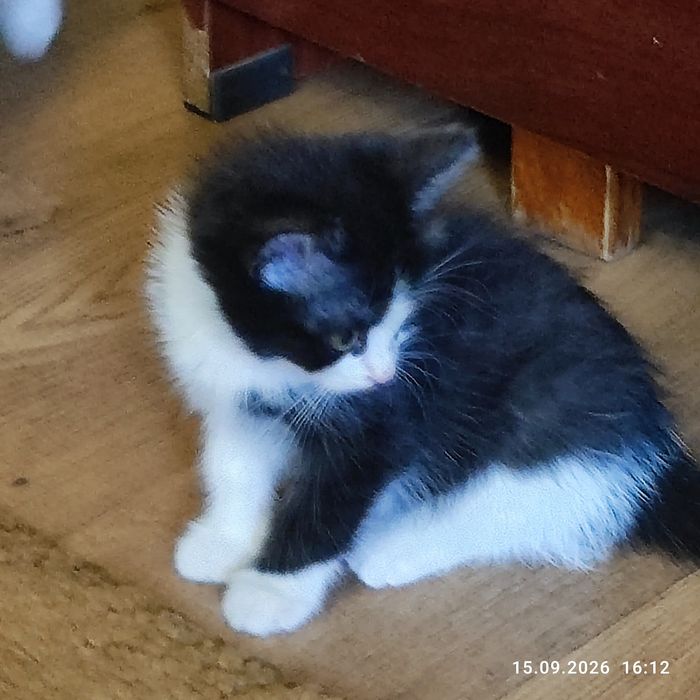 Котенок приносит в дом уют и счастье