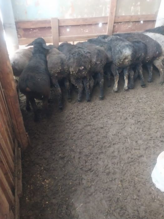 11бас кошкарлар семиз сатылады