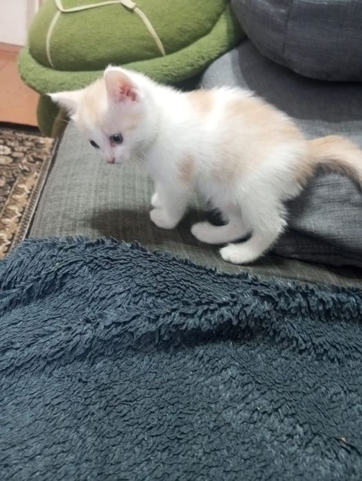 Отдам котенка в хорошие руки,