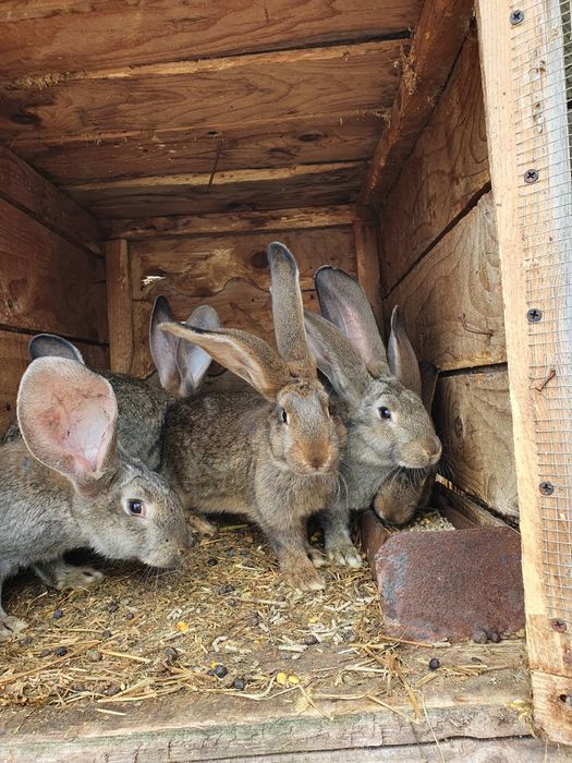 Iepuroi,iepuroaica,iepuri,Urias German,Rasă pura certificați cu tatuaj