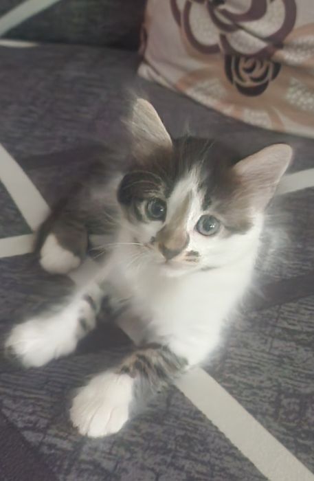 Отдаем котят в добрые руки