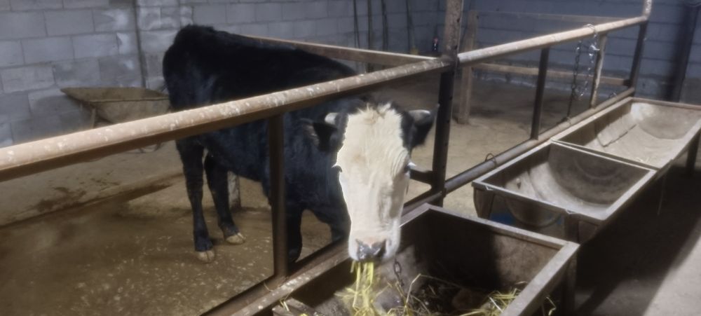 Продам двух тёлочек по 1.3 месяца