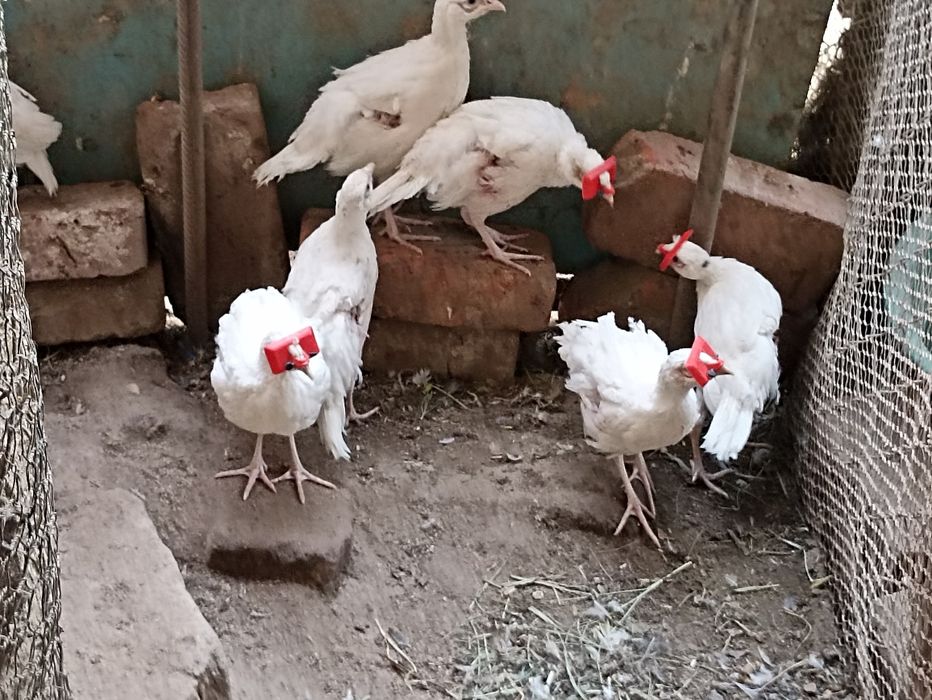 Vînd fazani auriu pe roșu , pe galben , diamant , comuni albi , maturi