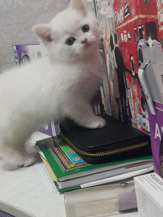 Британские шиншиллы