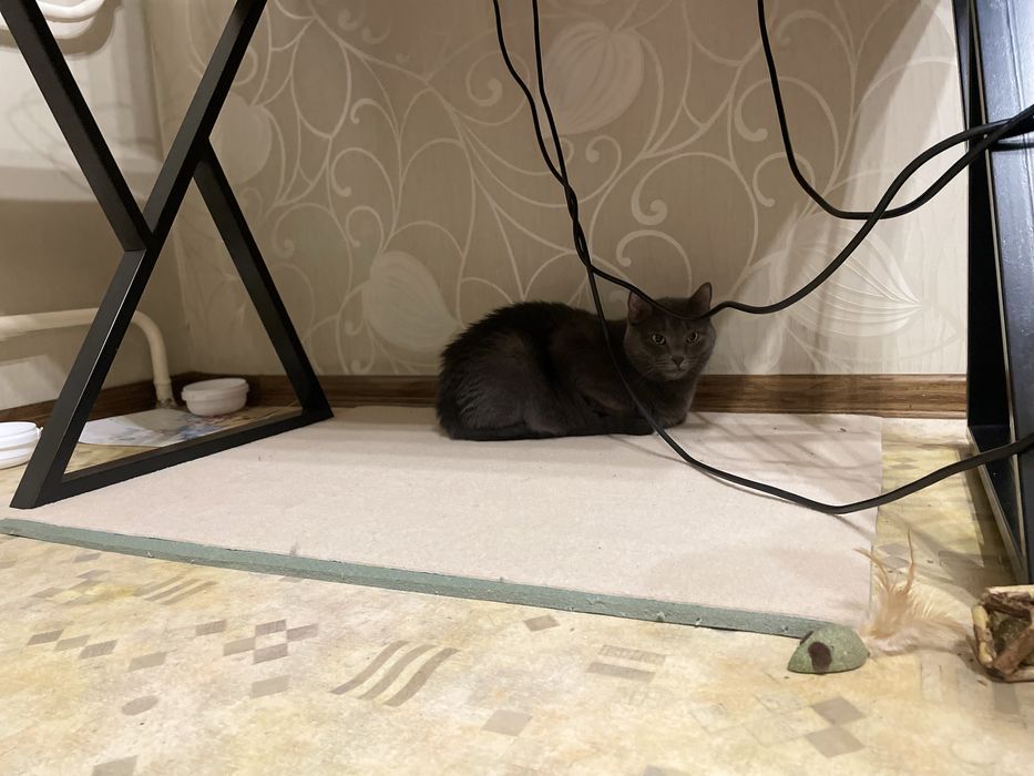Взрослая кошка ищет постоянный дом