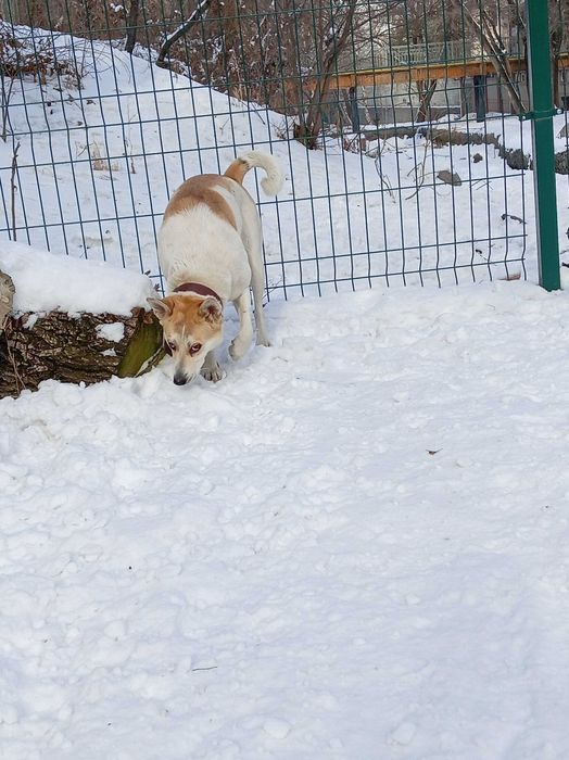 Ищем добрые руки для Лексы