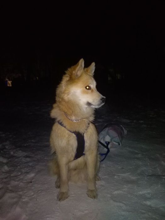 Собака бесплатно