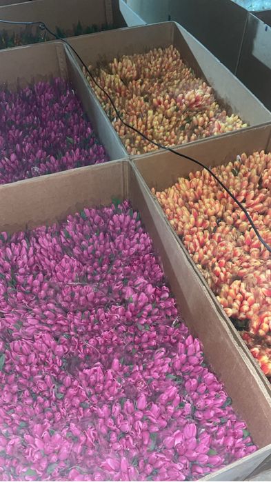 Тюльпаны напоямую с теплицы Астана