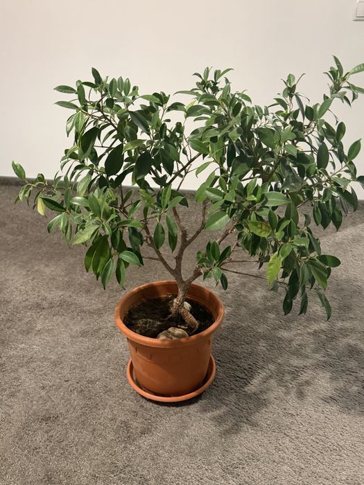 Plante de apartament/birou