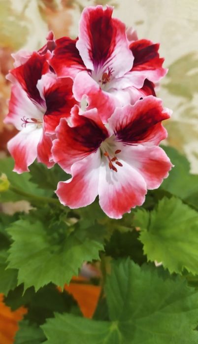 Пеларгония королевская сортовая