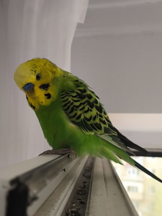 Продам попугая,домашний