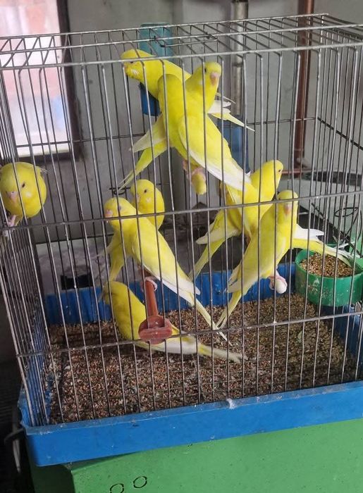 Perechi tinere perusi și pui