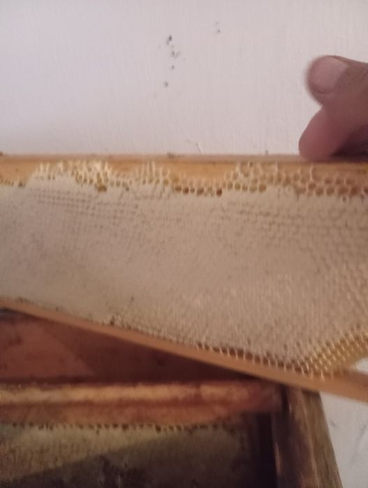 Продам мед в сотах