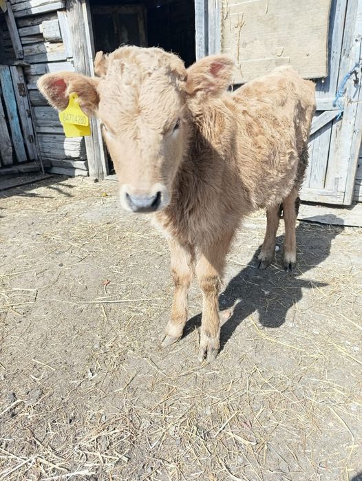 Продам тёлочка 2 месяца и одна неделя.