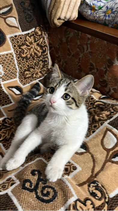 отдам котёнка в добрые руки