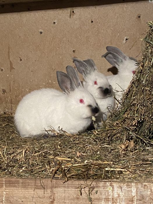 Californian rasa pura