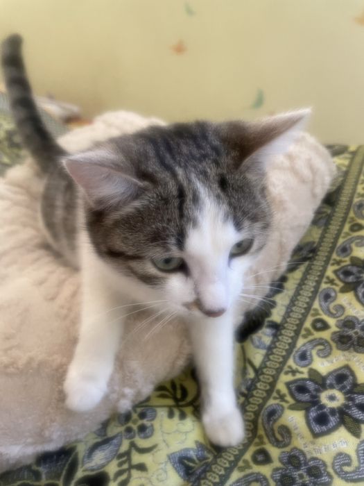 Мысық(кошка) …….