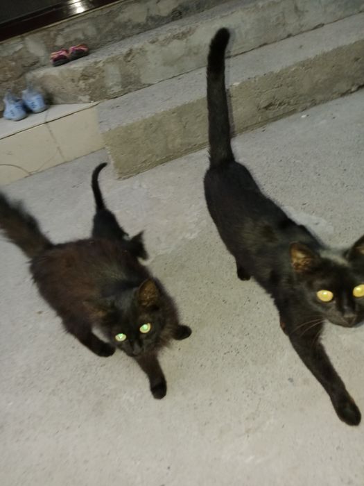 Дорим хорошие руки