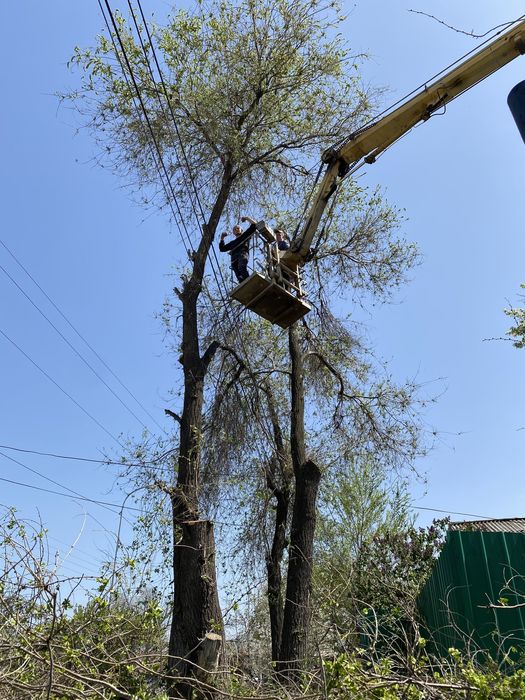 Спил с руб деревьев