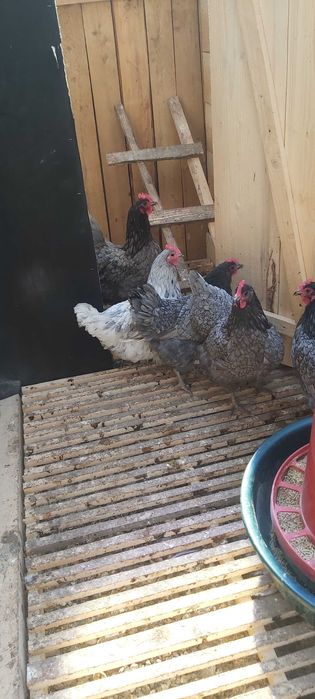 Oua pentru incubat, puisori de AUSTRALORP și cocoși