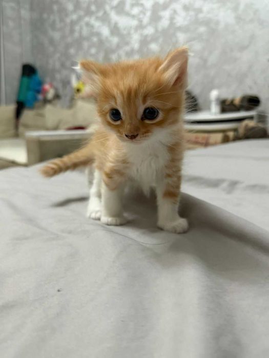 котята от Мамы  кошки
