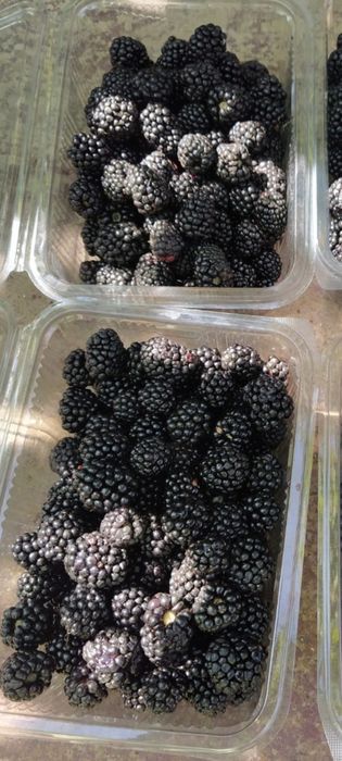 Drajoni( butași) zmeură HIMBOTOP,POLKA și mure remontante