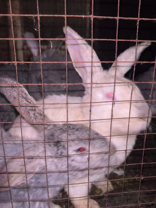 Мясо кролика (крольчатина)