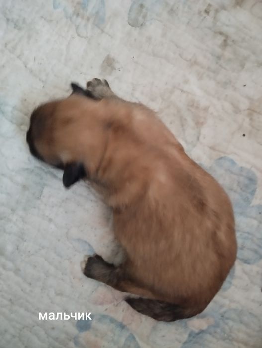 Отдам щенков помесь