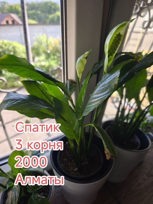 Комнатные цветы домашние