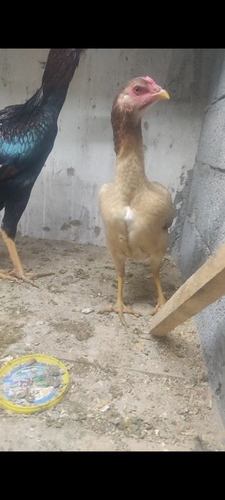 Дакан тауык кораз